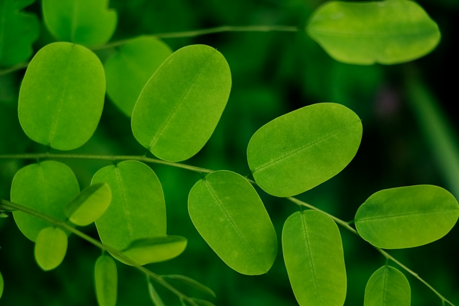 Daun kelor hijau yang tumbuh lebat